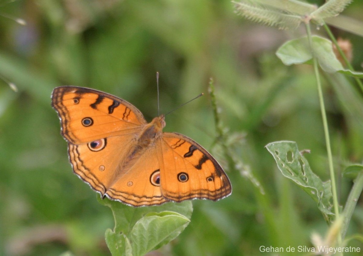 Junonia almana Linnaeus, 1758